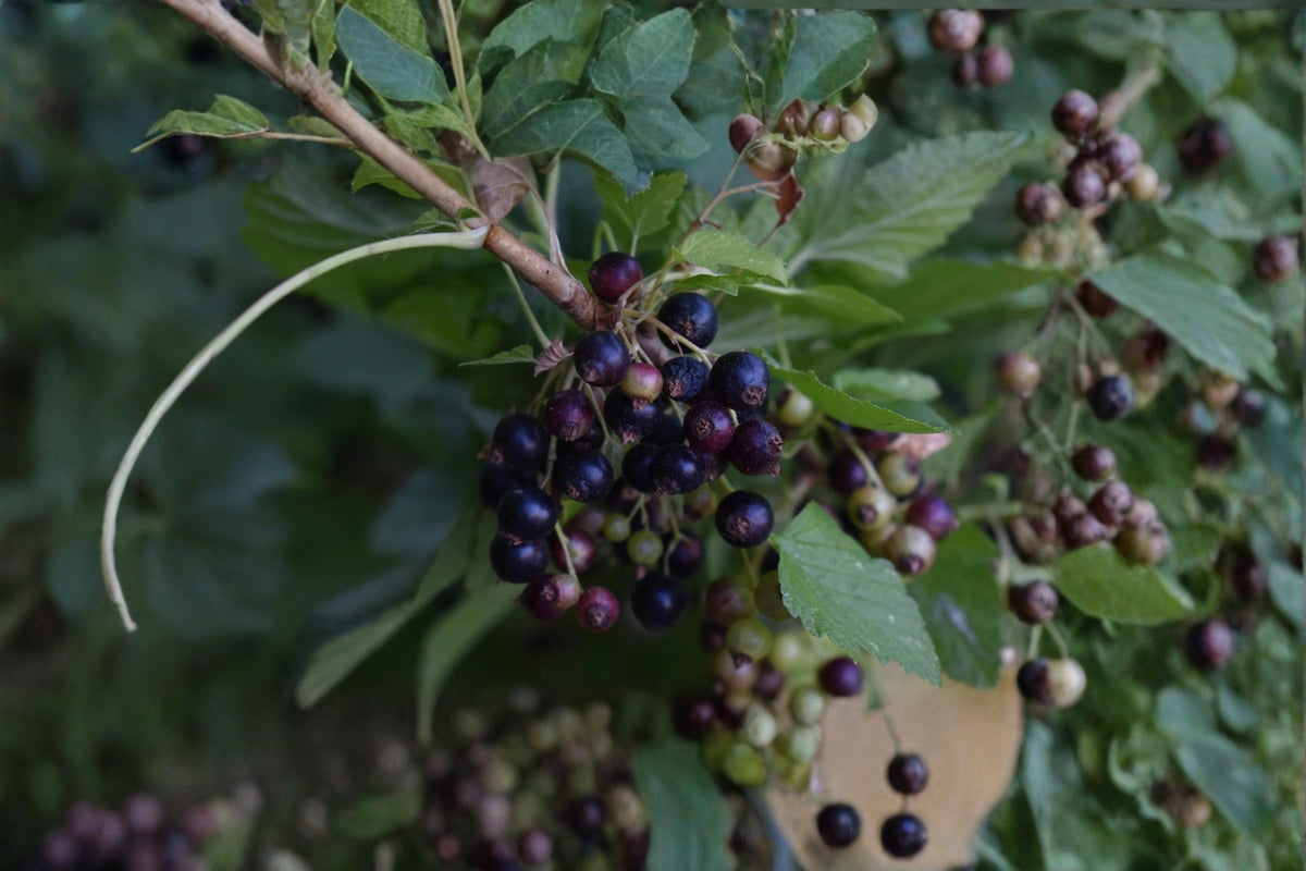 Consort Black Currant Cuttings 4-6" Ribes nigrum Dormant Unrooted Fruit Shrub