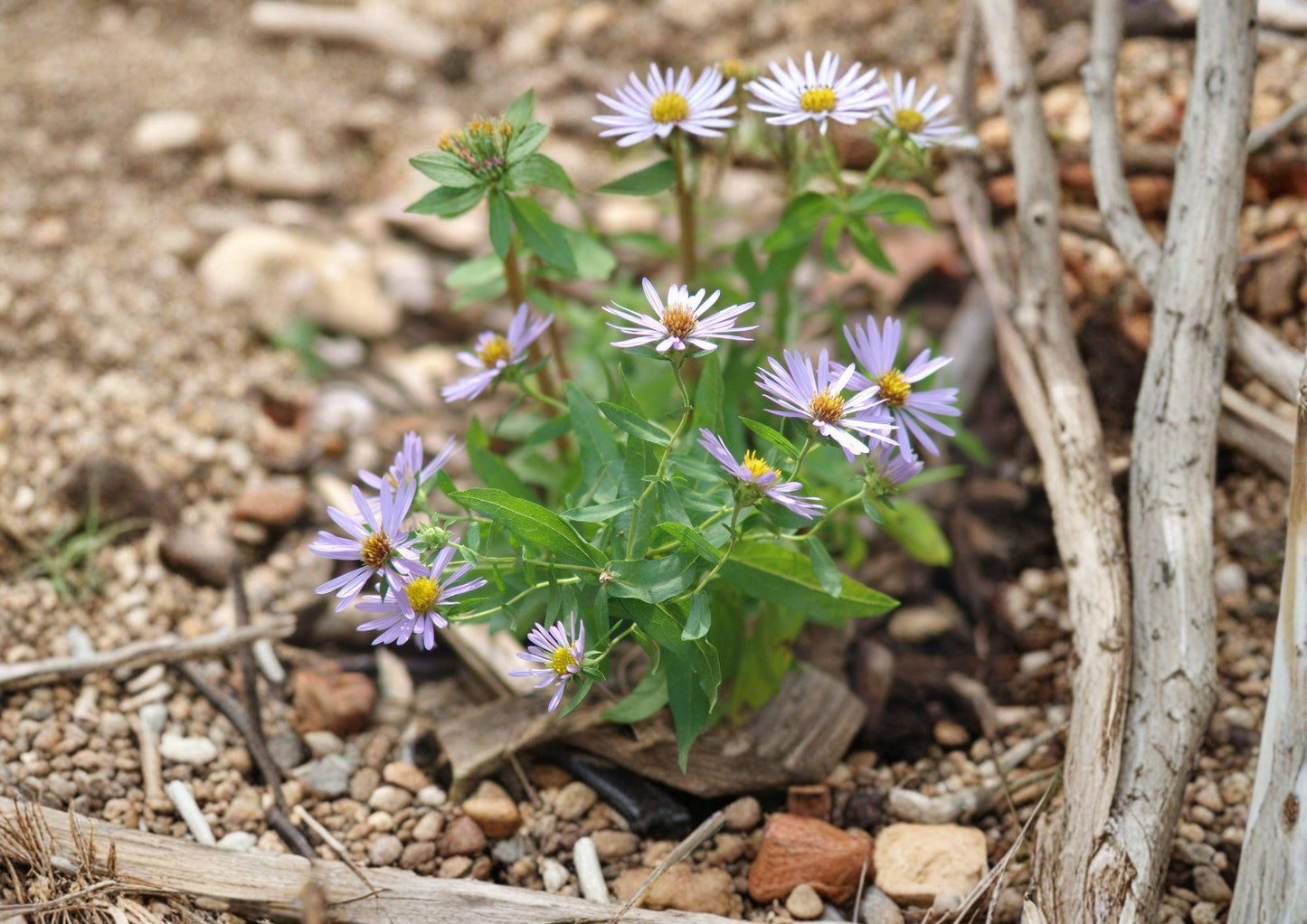 Aromatic Aster Seeds – 100 Native Symphyotrichum oblongifolium Purple Fall Wildflower for Pollinator Gardens
