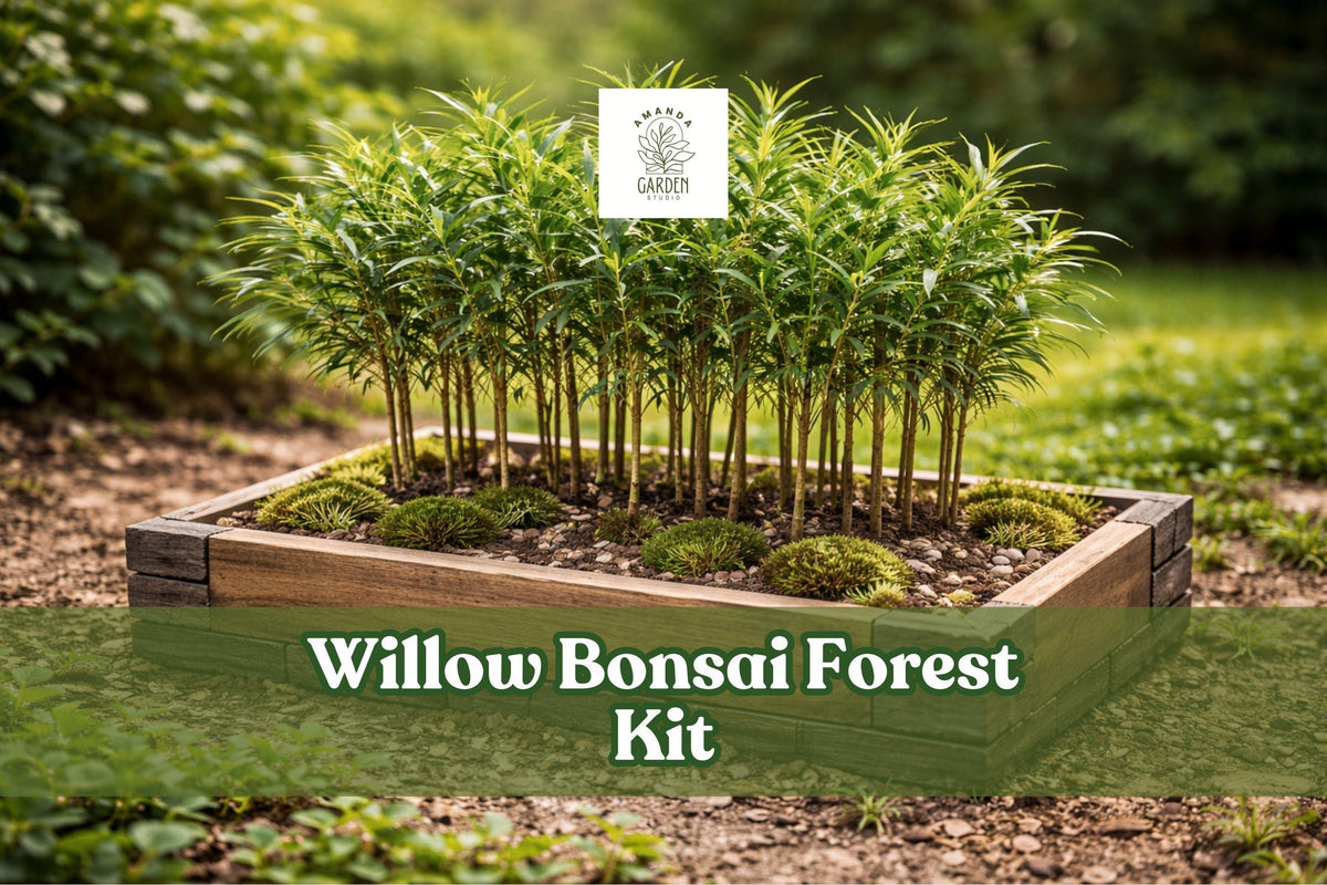 Willow Bonsai Forest Kit – 15 Cuttings, 8-Inch Pot, Salix Species, Deciduous Tree for Miniature Bonsai Display