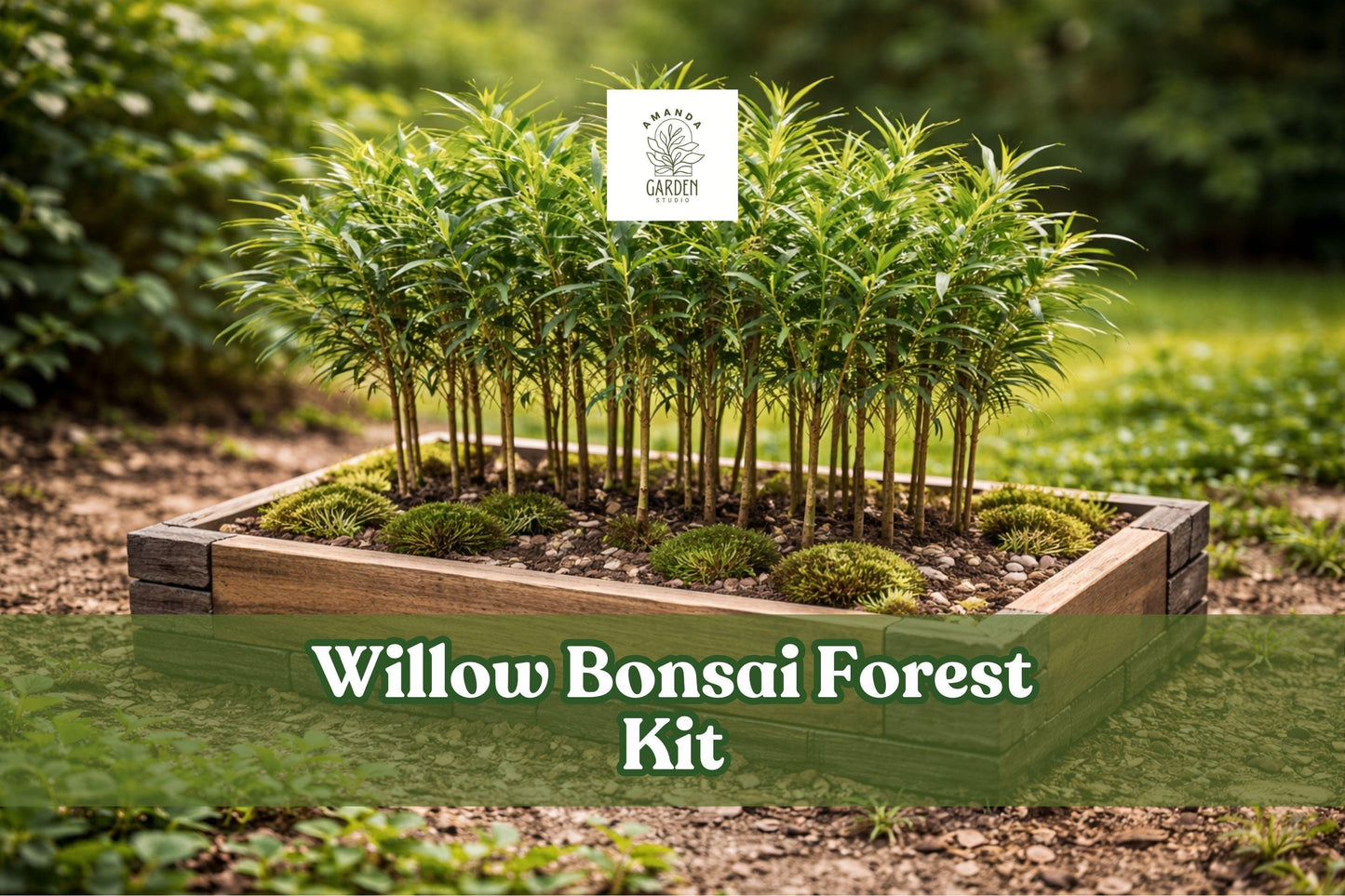 Willow Bonsai Forest Kit – 15 Cuttings, 8-Inch Pot, Salix Species, Deciduous Tree for Miniature Garden and Patio Display