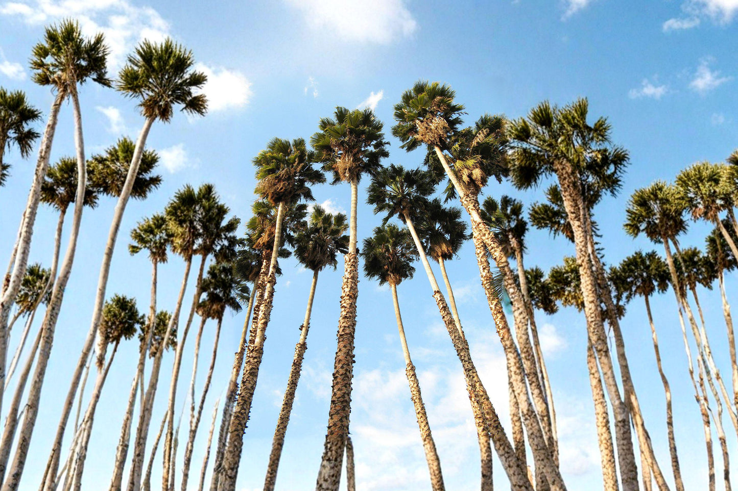 California Fan Palm Seeds - Washingtonia Filifera Drought Tolerant Desert Palm Tree for Landscaping