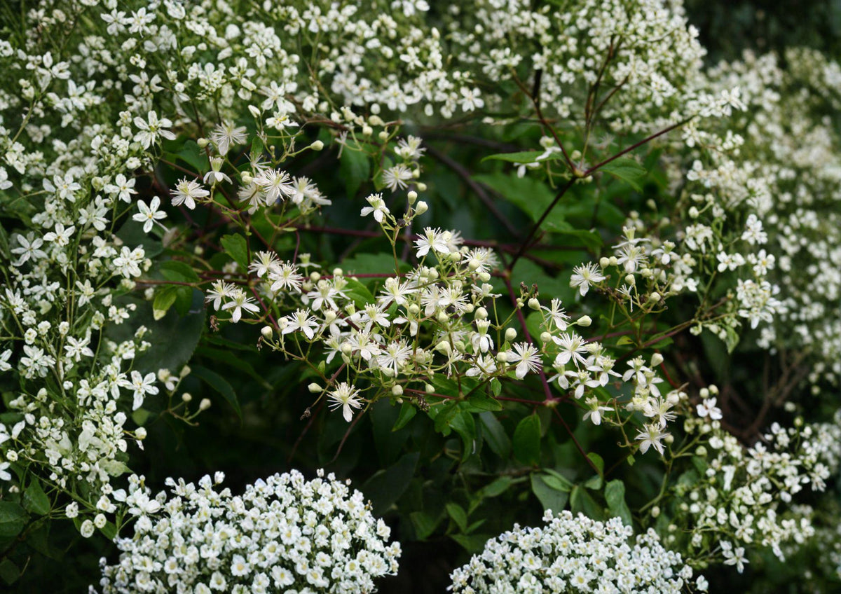 Native Virgin's Bower Clematis Seeds – White Fragrant Climbing Vine, Pollinator Friendly, 50 Seeds for Trellises & Woodland Gardens