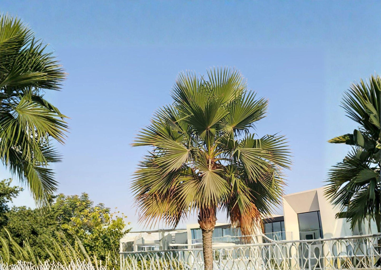 California Fan Palm Seeds – Hardy Desert Palm for Mediterranean & Arid Climates – Washingtonia filifera, Drought-Tolerant Landscape Plant (5 Seeds)