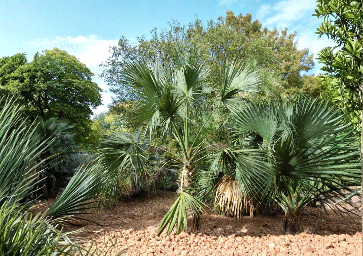 Sabal Palmetto Seeds - Cabbage Palm, Coastal Tolerance, Tropical Fan Palm, Hardy Palmetto, 5 Seeds