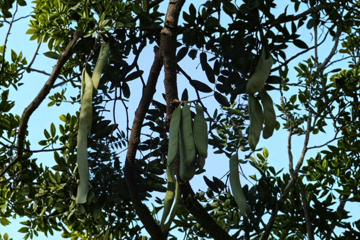 Chinese Honeylocust Tree Seeds - Gleditsia sinensis, Ornamental Soap Bean, Deciduous Shade Tree, Fragrant Blossoms, Seed Pods
