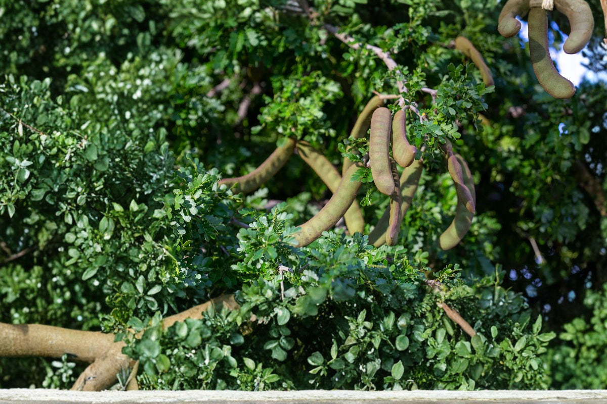 Texas Ebony Tree Seeds - Drought Tolerant, Fragrant Cream Flowers, Evergreen, Pithecellobium flexicaule