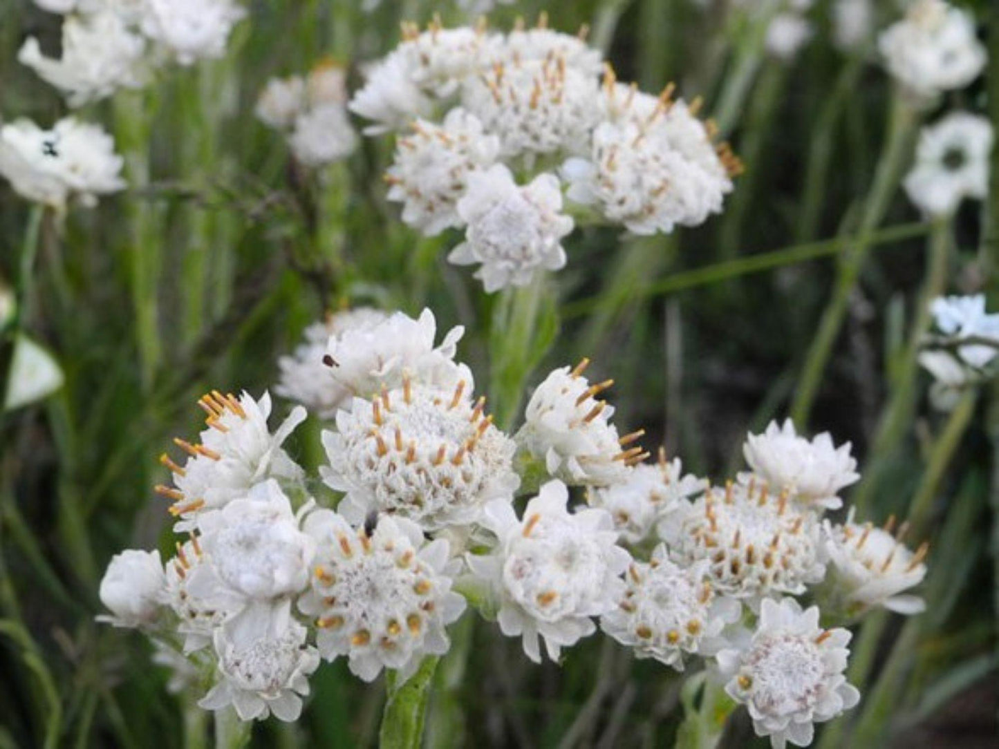 Antennaria parvifolia Seeds – Pussytoes Native Groundcover Wildflower – Silver Foliage, Drought Tolerant Perennial, Butterfly Habitat, 100 Seeds