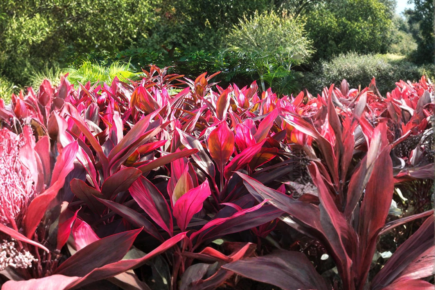 Hawaiian Lilinoe Red Ti Leaf Cuttings – Cordyline fruticosa, Tropical Ornamental Plant, Red Foliage, Unrooted Starter Logs