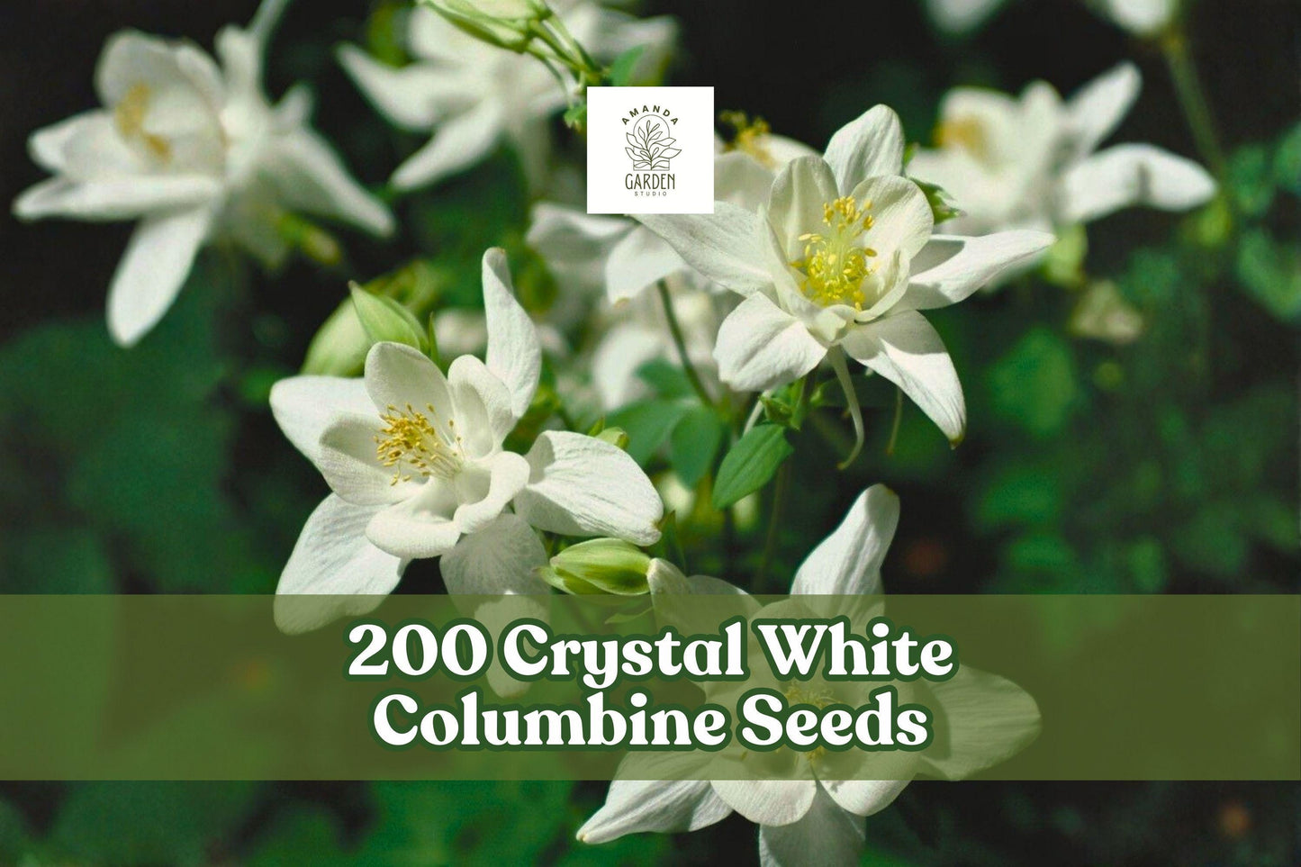 200 Crystal White Columbine Seeds – Aquilegia perennials, white wildflower seeds for cottage gardens, woodland borders, naturalized landscapes