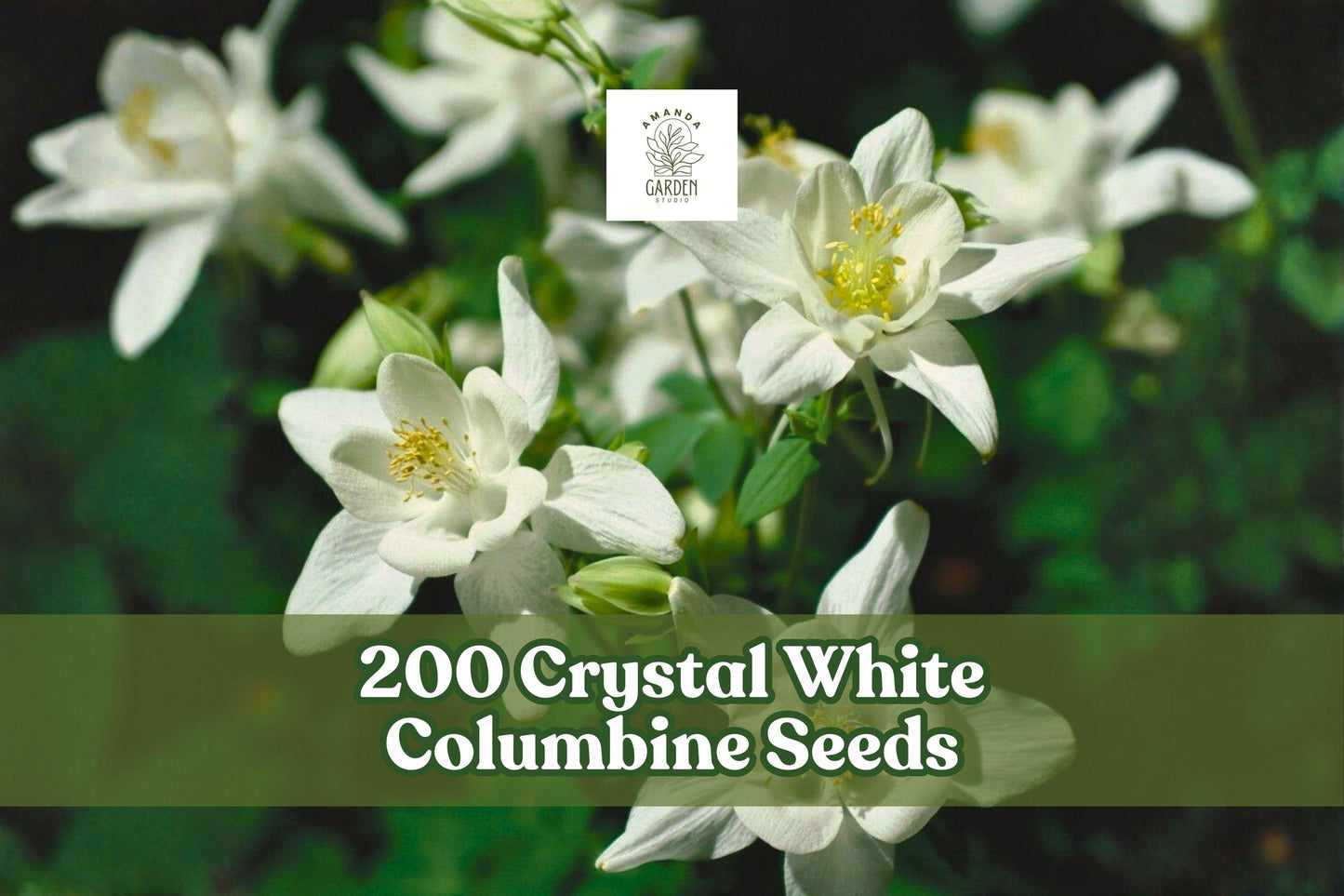 200 Crystal White Columbine Seeds – Perennial Wildflower, White Blooms, Aquilegia for Garden Beds & Borders
