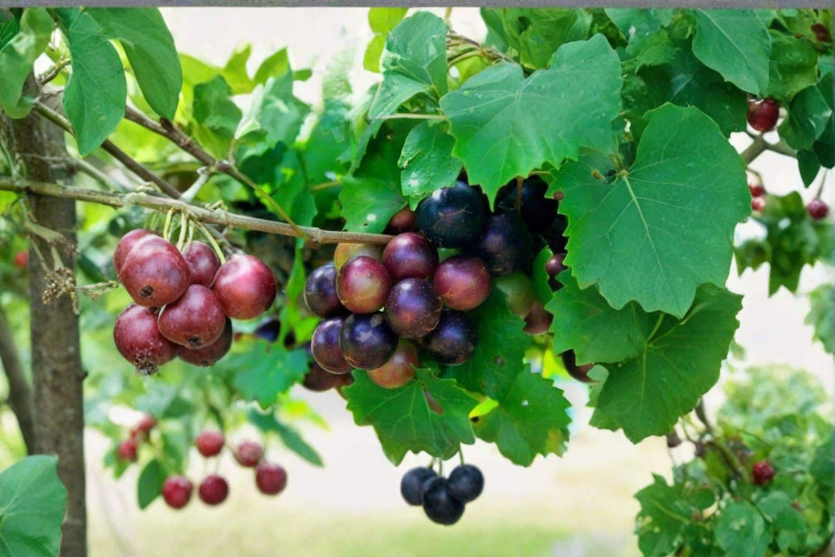 Muscadine Grape Cuttings – Vitis rotundifolia – Fruiting Vine with Male & Female Clones for Garden and Vineyard