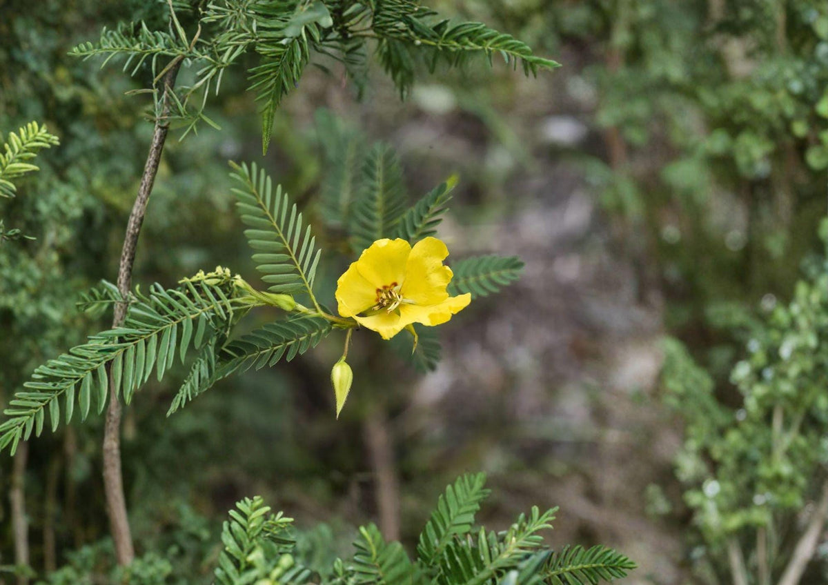Partridge Pea Seeds – 100 Native Wildflower Seeds for Pollinator Gardens – Chamaecrista fasciculata, Yellow Flowers