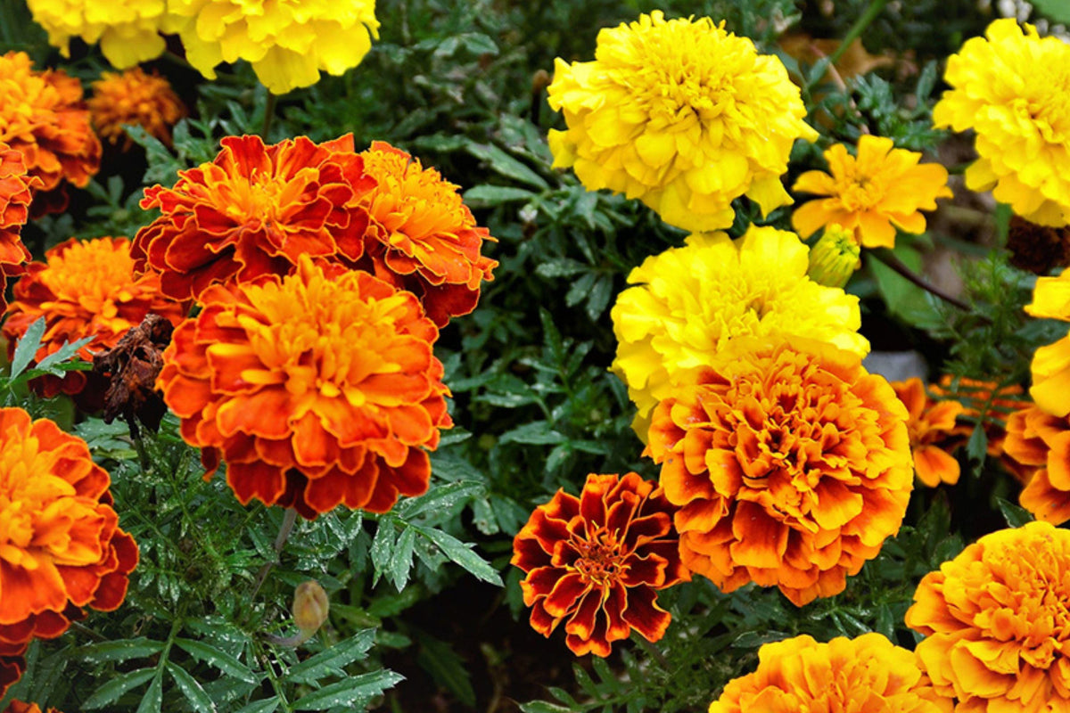 French Marigold Seeds – Petite Mixture, Dwarf Annual Flowers for Garden Beds, Borders, Pots, Tagetes patula