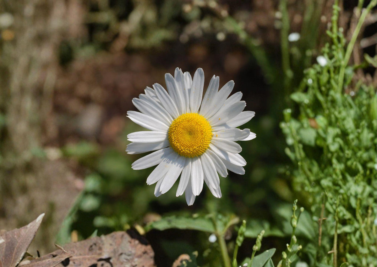 Oxeye Daisy Seeds – 100 White Wildflower Perennial for Meadow, Cottage Garden, Leucanthemum vulgare
