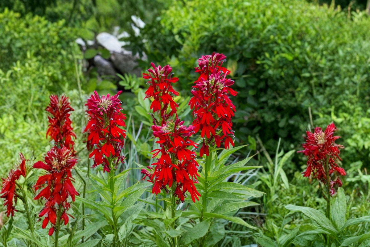 Cardinal Flower Seeds – Bright Red Lobelia cardinalis Native Perennial for Hummingbird Gardens (100 Seeds)