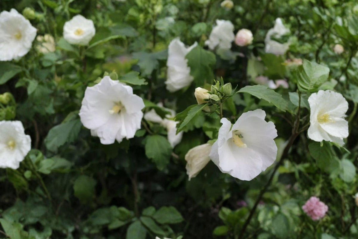 Rose Mallow Dwarf White Seeds – Annual Flower for Cottage Gardens, Large Silky Blooms, Lavatera trimestris, Pollinator Friendly