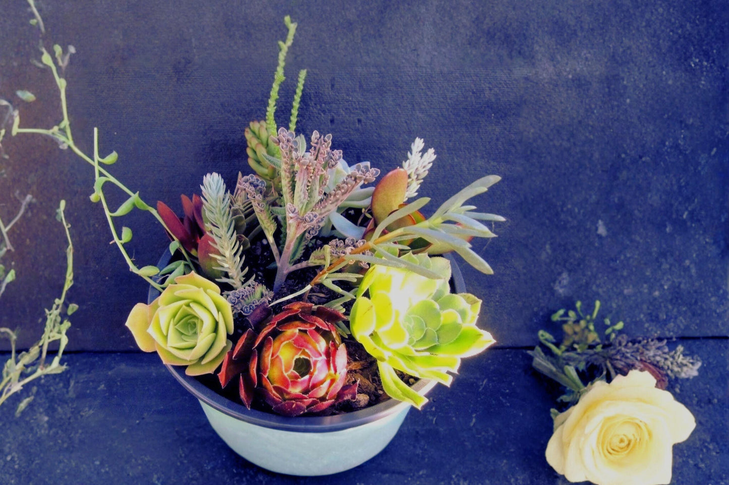 Assorted Succulents Cuttings Collection - 15 Fresh Unrooted Varieties for Propagation, Decorative Arrangements, and Container Gardens