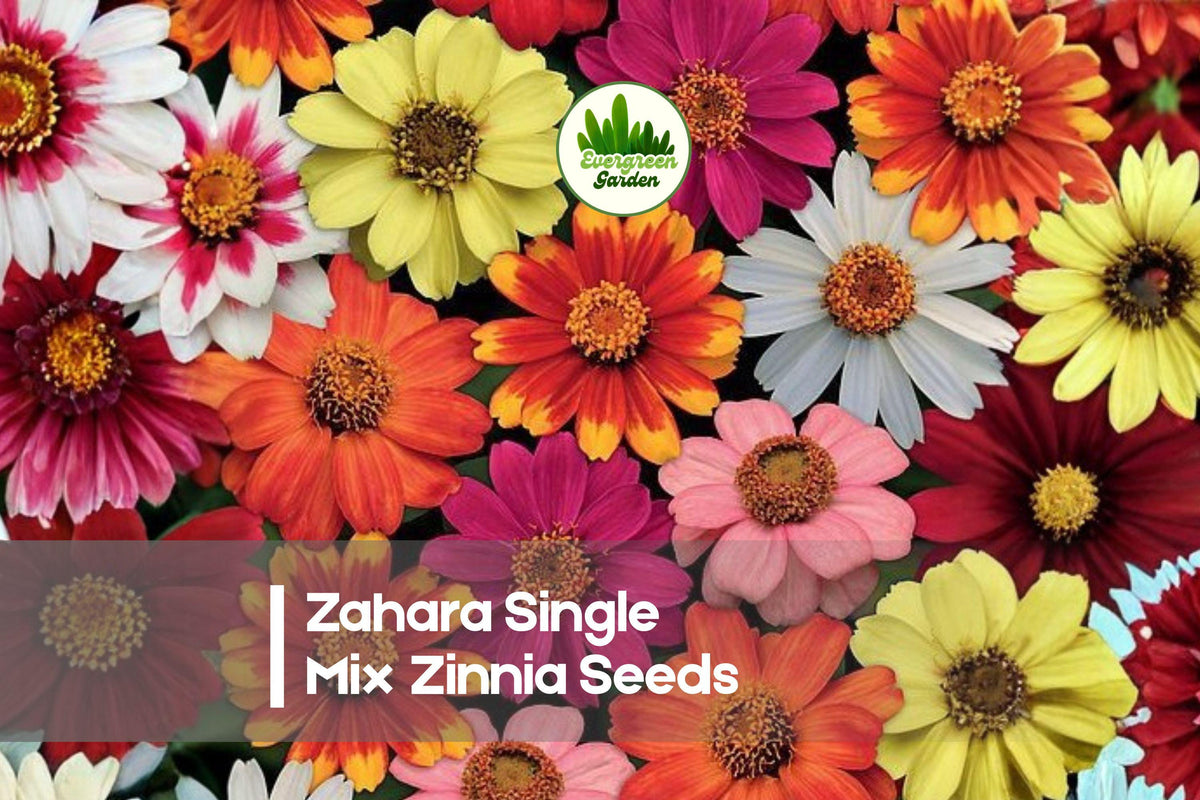 Zinnia Seeds - Zahara Single Mix, Bright Single-Petal Blooms, Disease-Resistant, Compact Annual, Pollinator-Friendly, Zinnia marylandica