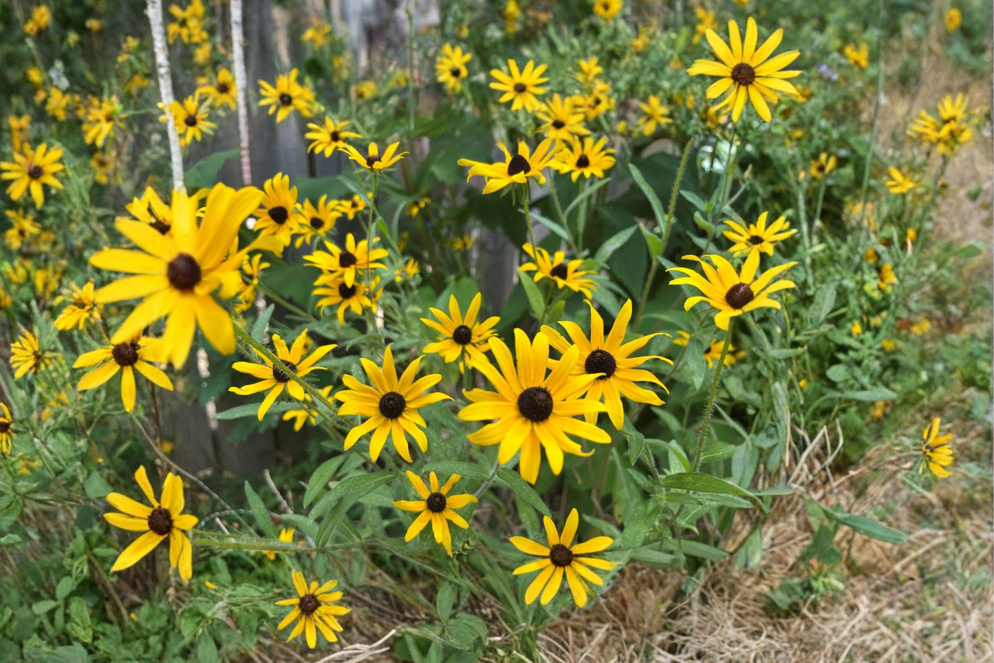 Black Eyed Susan Seeds – Rudbeckia hirta Wildflower for Pollinator Gardens, Bright Yellow Blooms, Easy to Grow, Native Wildflower, 400 Seeds