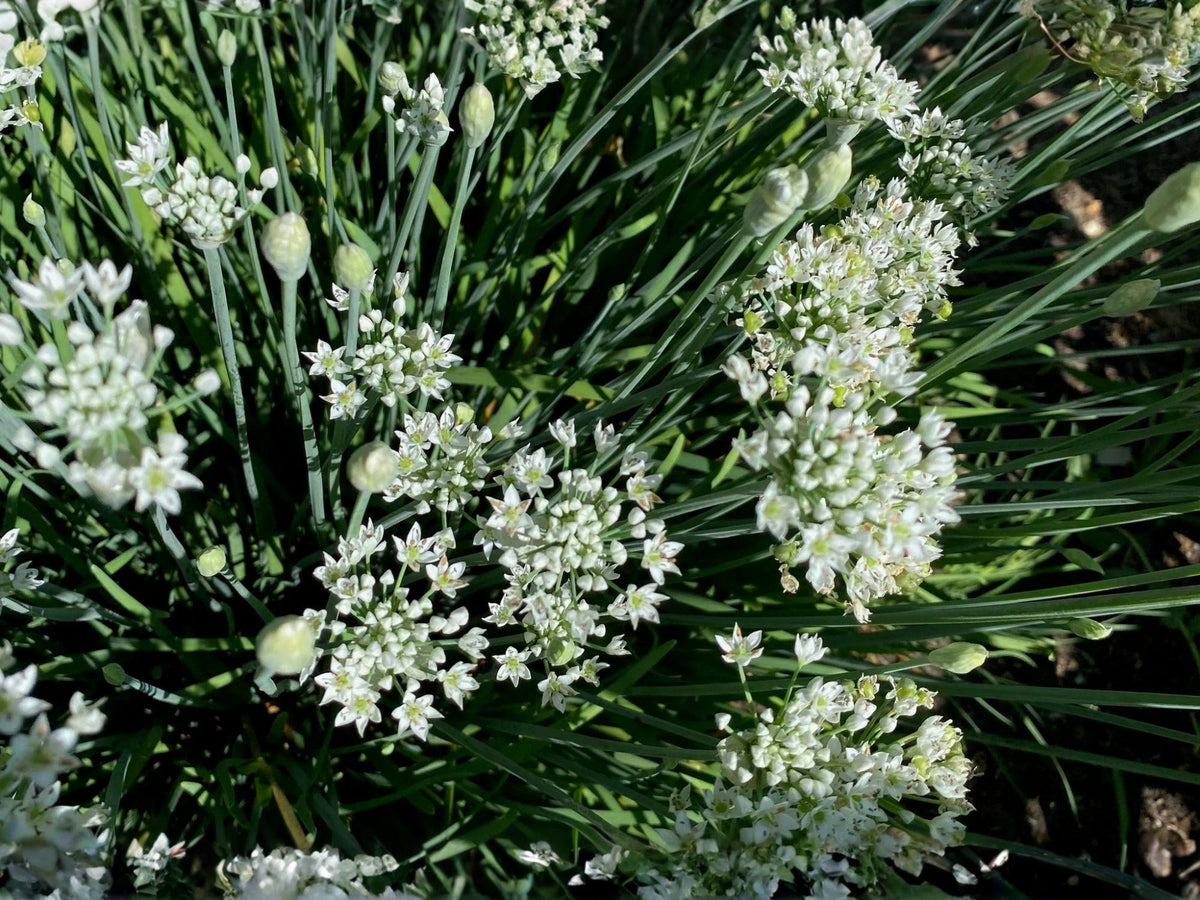 Flowering Chinese Leek Seeds, Allium tuberosum, Edible Green Leaves & White Flowers, Perennial Garden Vegetable, 100 Seeds
