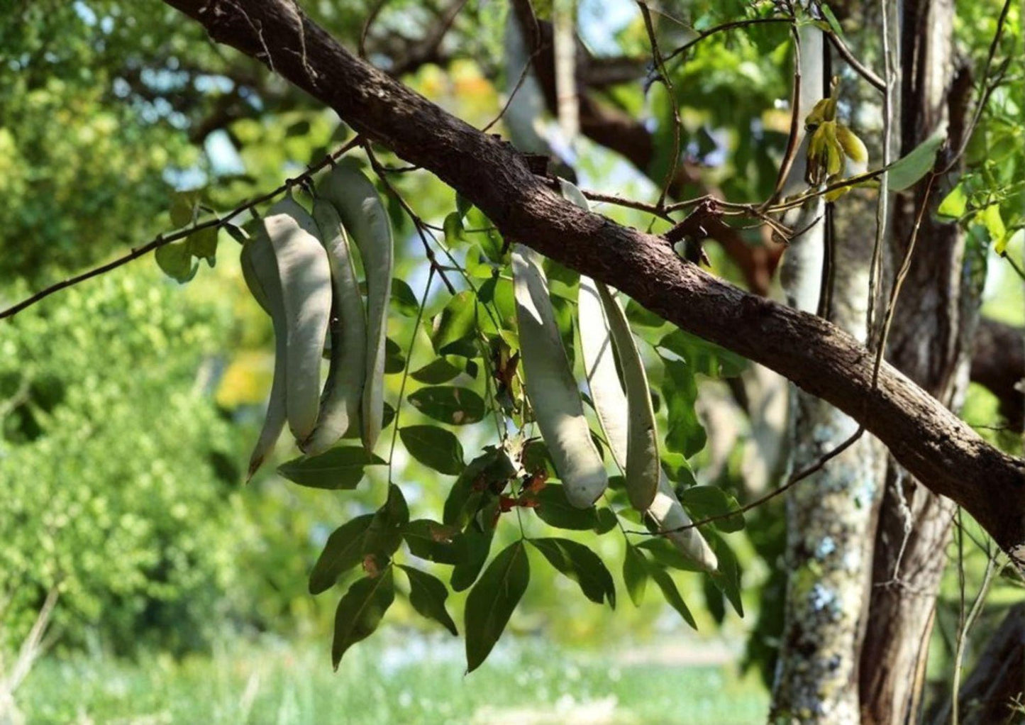 Gleditsia sinensis Seeds – Chinese Honeylocust Soap Bean Tree, Ornamental Medicinal Thorny Tree, Hardy Deciduous Tree, 10 Seeds