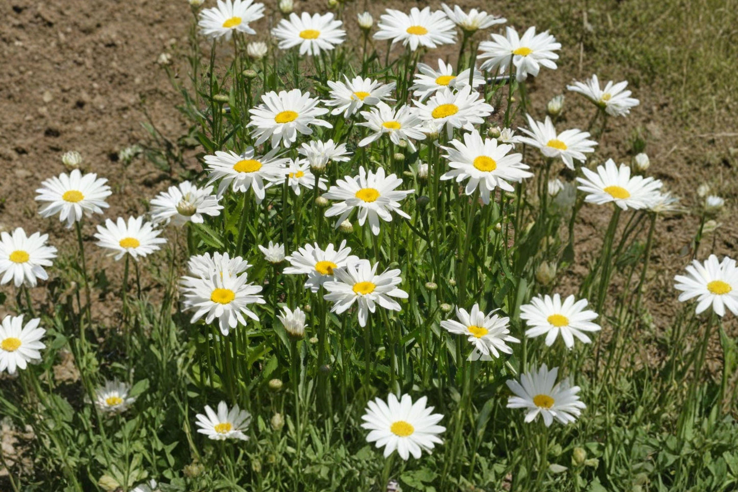 Shasta Daisy Seeds – White Perennial Flowers for Borders, Cottage Gardens & Cut Flowers – Chrysanthemum maximum