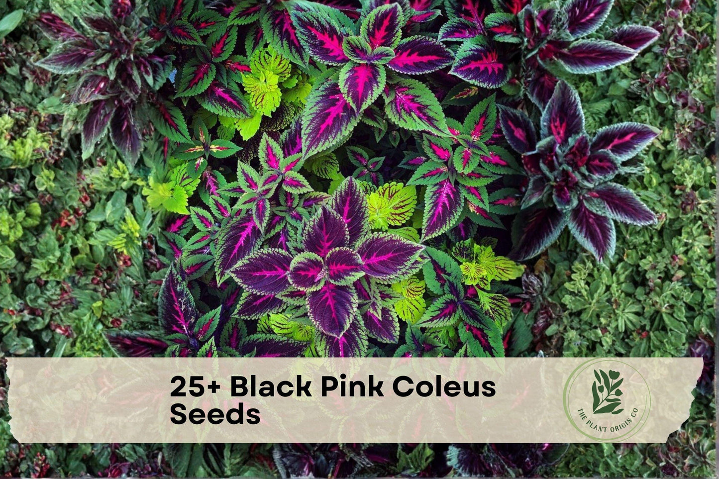 Black Pink Coleus Seeds – Ornamental Foliage Plant, Vibrant Dark Burgundy & Pink, Coleus scutellarioides, Shade Garden, Container