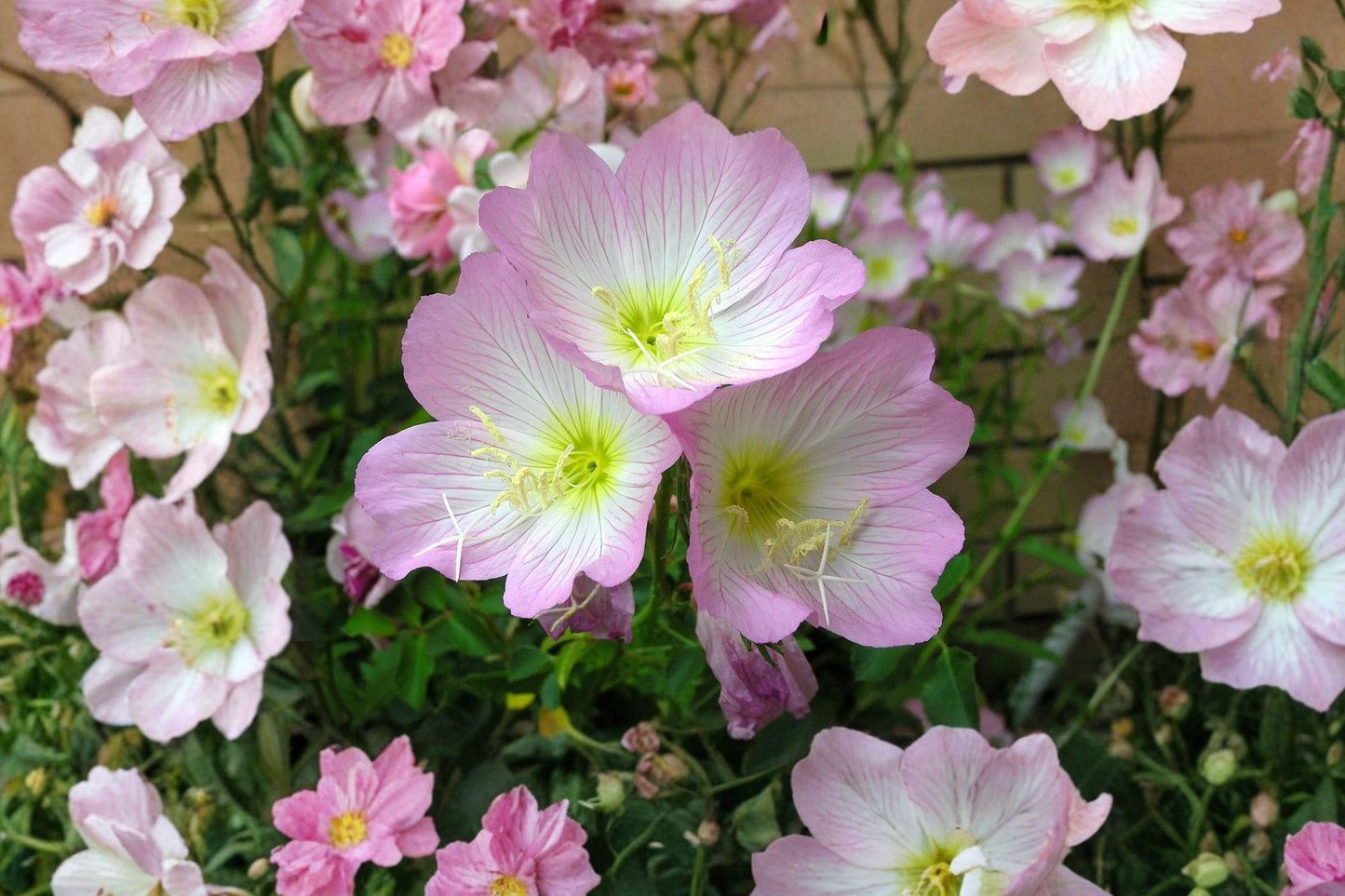 Showy Evening Primrose Seeds – Pink Wildflower, Pollinator Garden, Oenothera speciosa, 500 Seeds