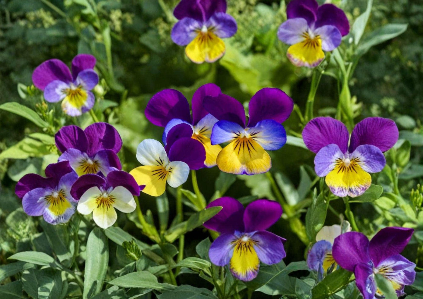 Johnny Jump Up Seeds - Viola Tricolor, Pansy-Style Blooms, 100 Seeds, Hardy Cool-Season Flower for Borders, Containers & Gardens