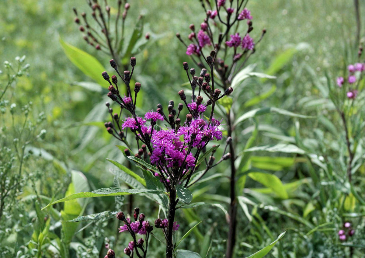 Giant Ironweed Seeds – Vernonia gigantea, Purple Native Wildflower, Perennial, 100 Seeds