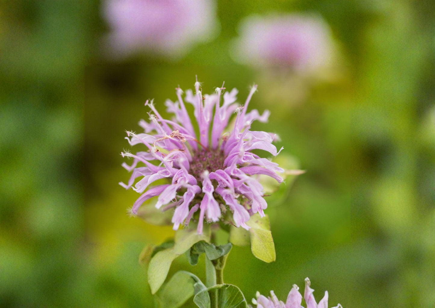 Wild Bergamot Seeds – 100 Native Bee Balm Wildflower Seeds for Purple Blooms, Monarda fistulosa, Pollinator Attracting Perennial