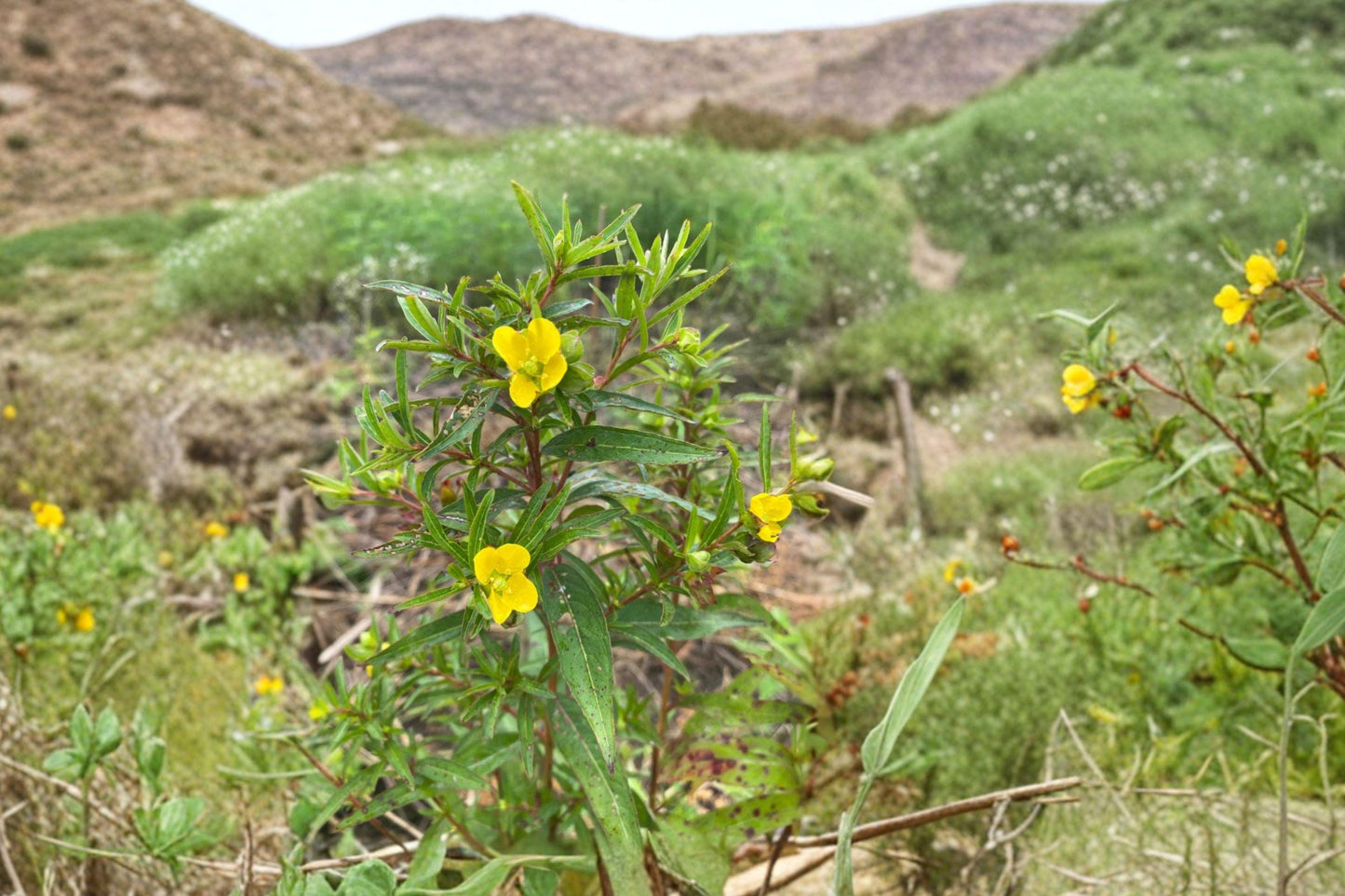 Wildflower Seeds – Ludwigia alternifolia, Native Wetland Plant for Rain Gardens, Pond Edges & Moist Meadows