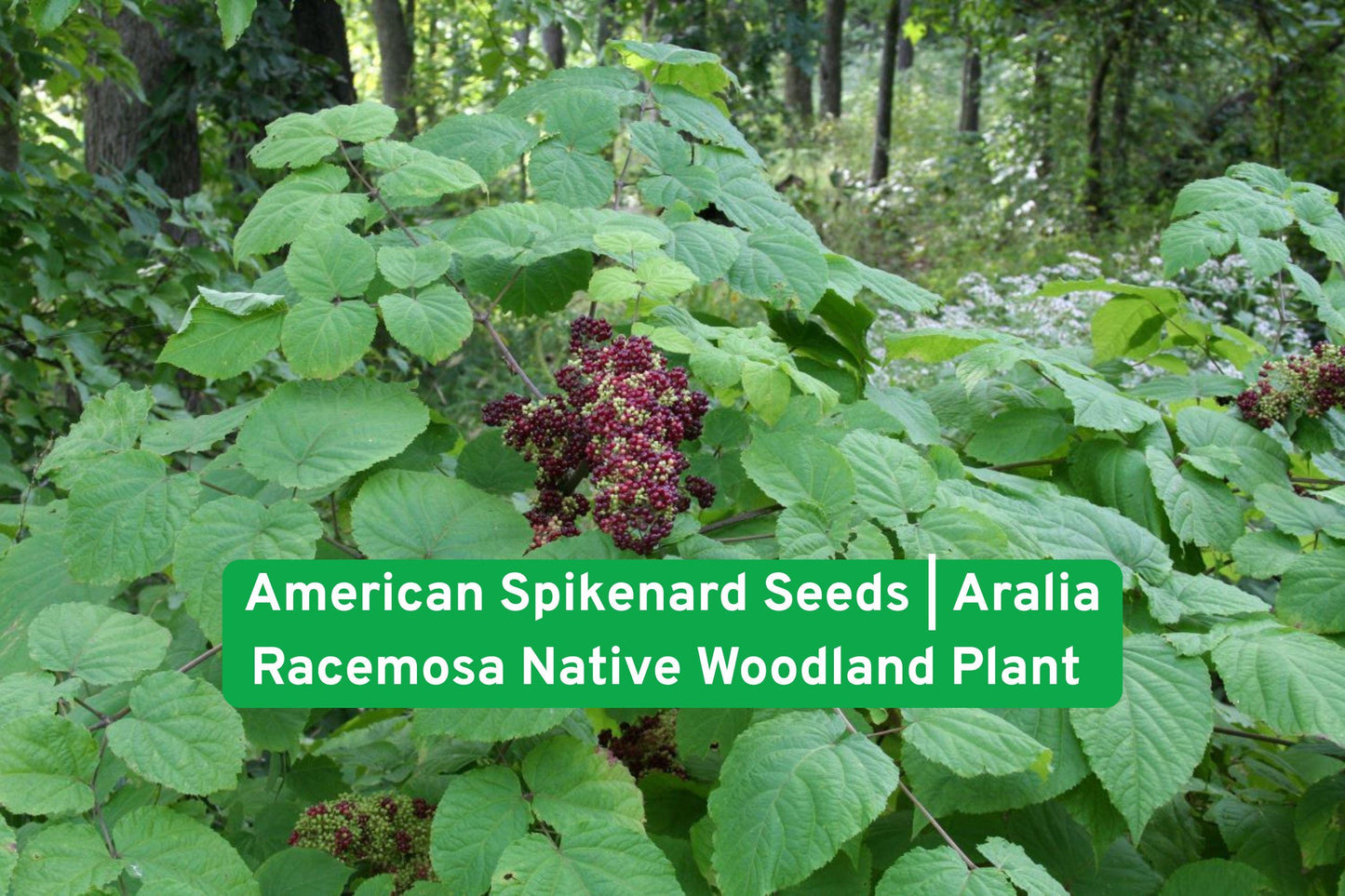 American Spikenard Seeds | Aralia racemosa Native Woodland Perennial for Shade Gardens, Pollinator-Friendly, Wildflower Seeds