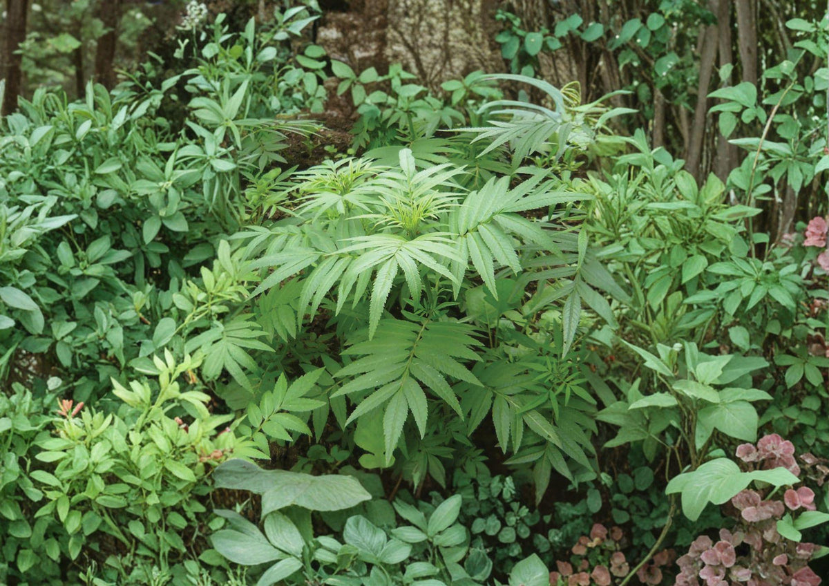 Huacatay Seeds - Black Mint, Peruvian Culinary Herb, Aromatic Foliage, Pollinator Friendly, 100 Seeds, Tagetes minuta