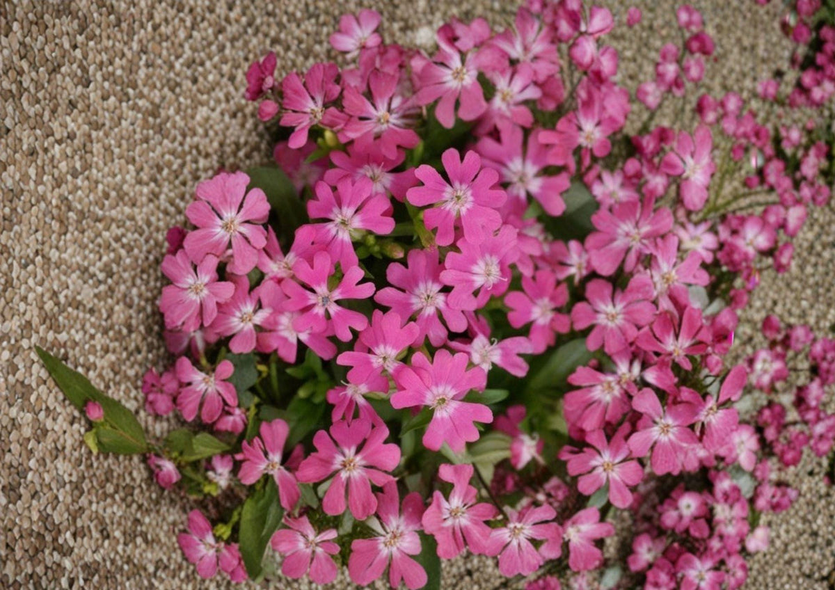 Nodding Catchfly Seeds – 100 Pink Drooping Flower Seeds for Cottage Garden Borders – Silene pendula Annual Plant