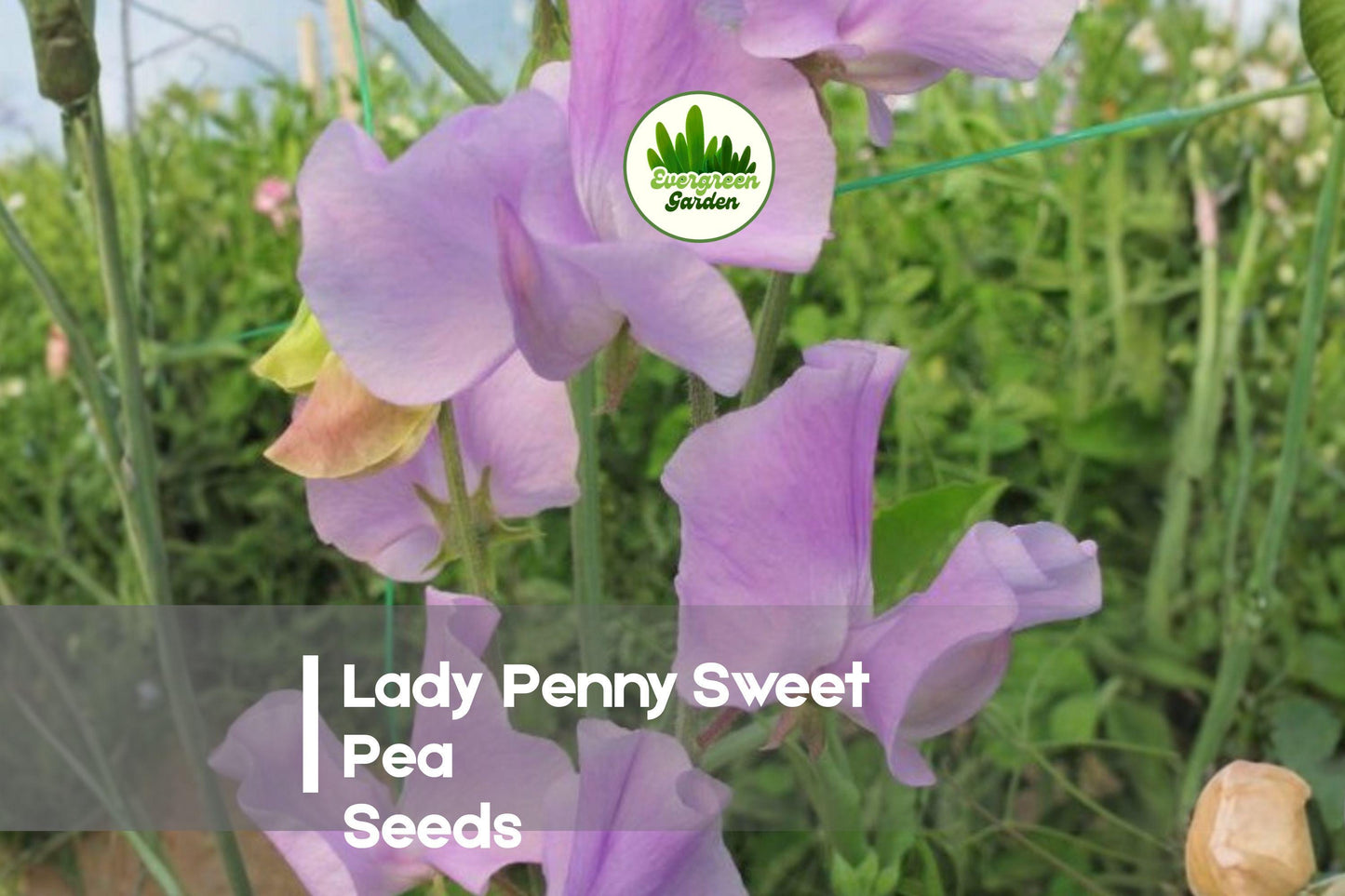 Lady Penny Sweet Pea Seeds – Soft Pink Fragrant Climbing Vines for Gardens & Cut Flowers, Lathyrus odoratus, 50 Seeds