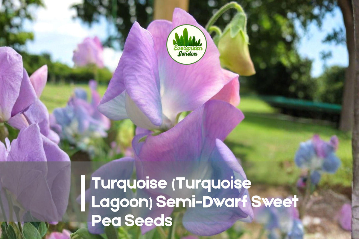 Turquoise Lagoon Sweet Pea Seeds – Semi-Dwarf Blue-Green Blooms, Compact Growth, Lathyrus odoratus, 50 Seeds