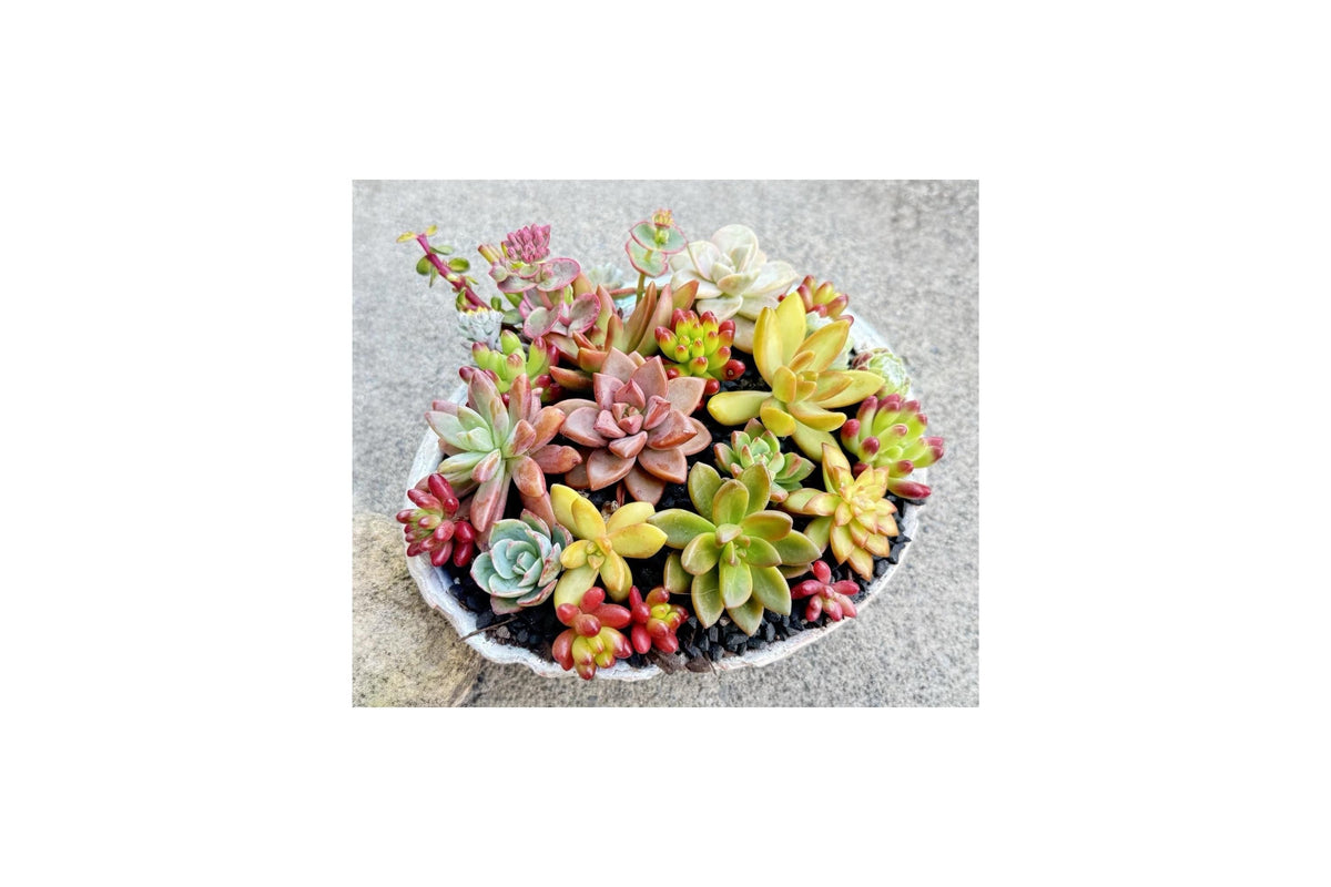 Assorted Rosette Succulents Collection - 10 Unrooted Cuttings, Colorful Foliage, Drought-Tolerant, Perennial, Cactus & Succulent Mix