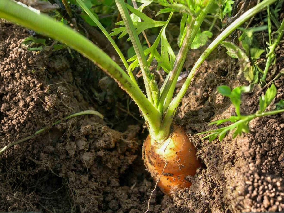 Chantenay Red Cored Carrot Seeds – 500 Heirloom Vegetable Seeds for Garden, Root Crop, Short Thick Roots, Sweet Flavor, Organic