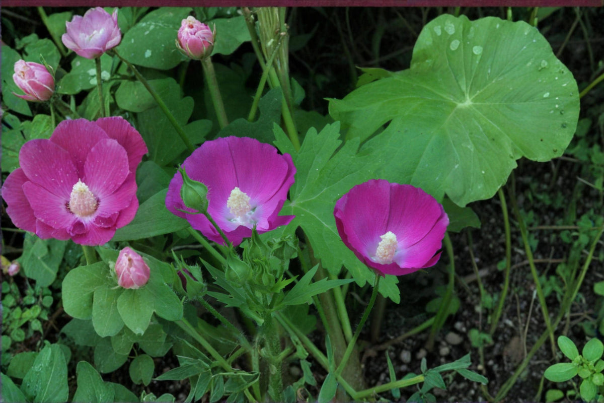 Bush's Poppy Mallow Seeds – Native Perennial, Vibrant Magenta, Drought-Tolerant, Callirhoe bushii, Pollinator-Friendly Flower Seeds