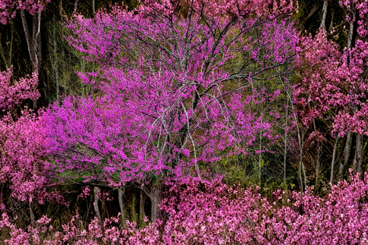 Giant Redbud Tree Seeds – Pink Spring Blooms, Heart-Shaped Leaves, Cercis gigantea, Ornamental Landscape Plant (10 Seeds)