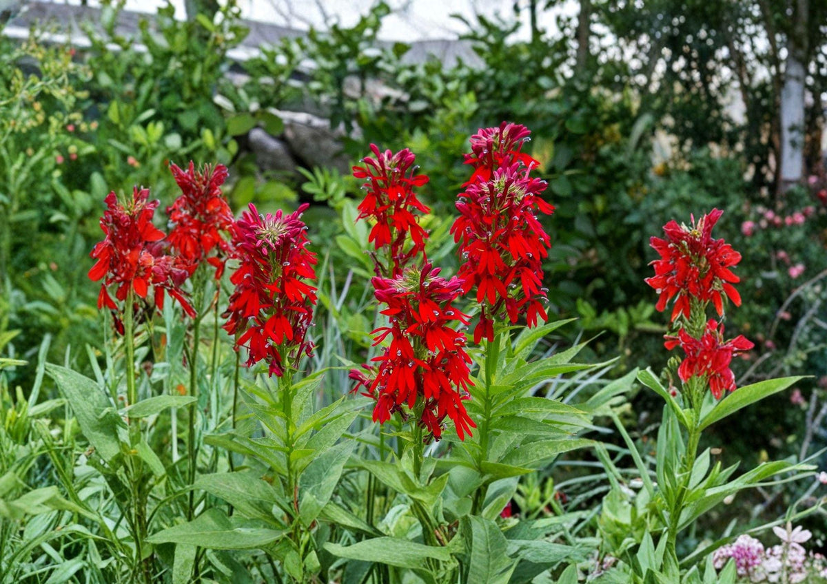 Lobelia Cardinalis Seeds – 100 Native Wildflower Seeds for Hummingbird Garden, Bright Red Perennial Plant