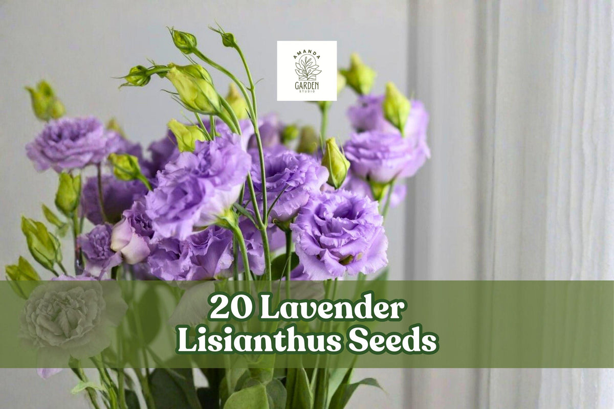 20 Lavender Lisianthus Seeds – Eustoma grandiflorum Flower Seeds for Garden Beds & Cut Flowers