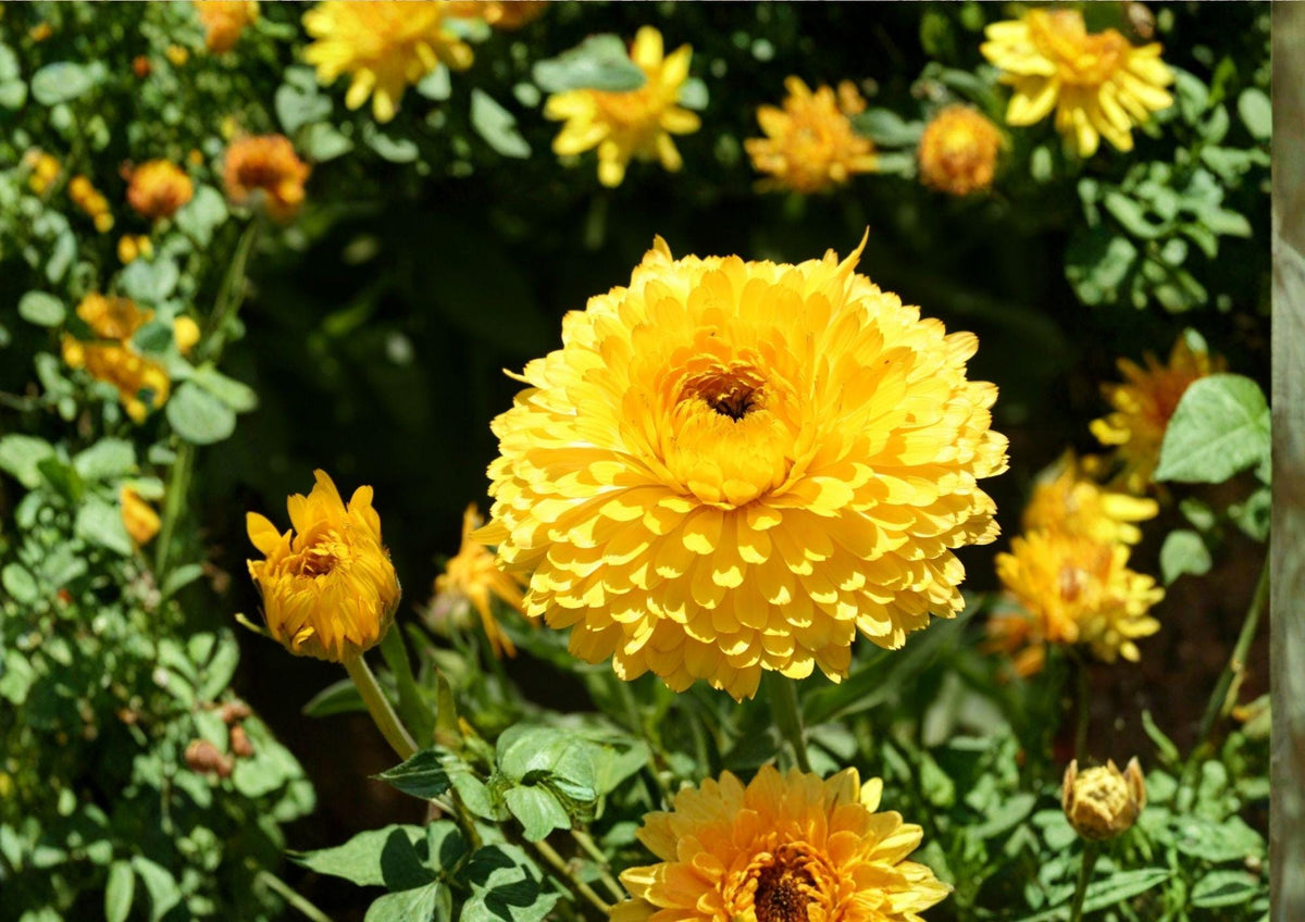 Calendula Pacific Beauty Seeds – Dark Yellow Pot Marigold Flowers, 100 Pack, Bright Golden Blooms, Easy to Grow, Pollinator Friendly, Annual