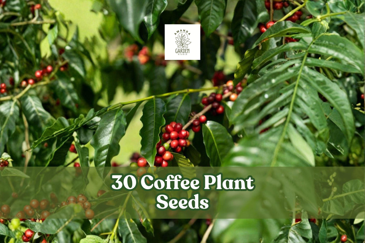 30 Coffee Plant Seeds – Coffea Arabica Tropical Indoor Plant for Pots & Greenhouse Cultivation