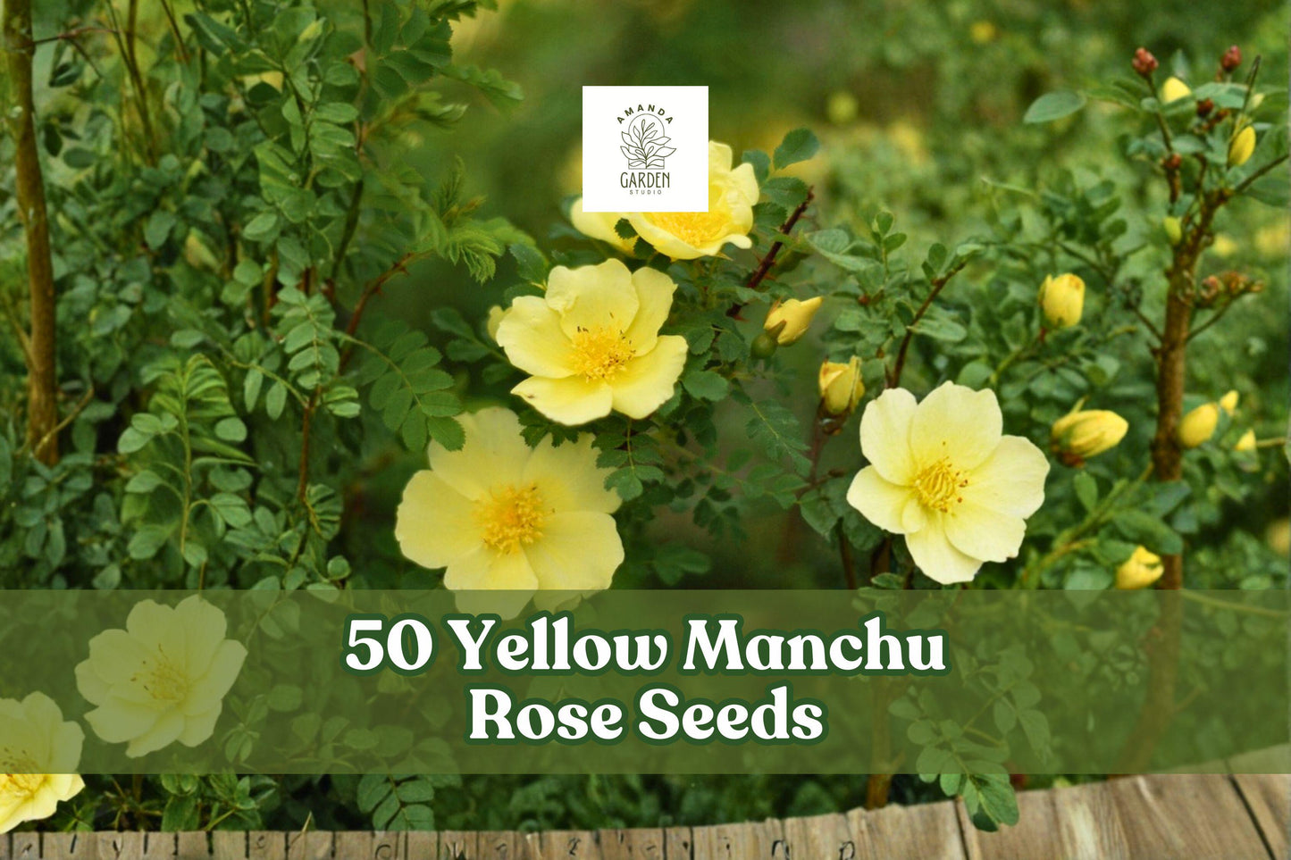 Yellow Manchu Rose Seeds – Rosa xanthina Deciduous Shrub with Bright Yellow Spring Blooms, Hardy Ornamental Rose for Garden Borders