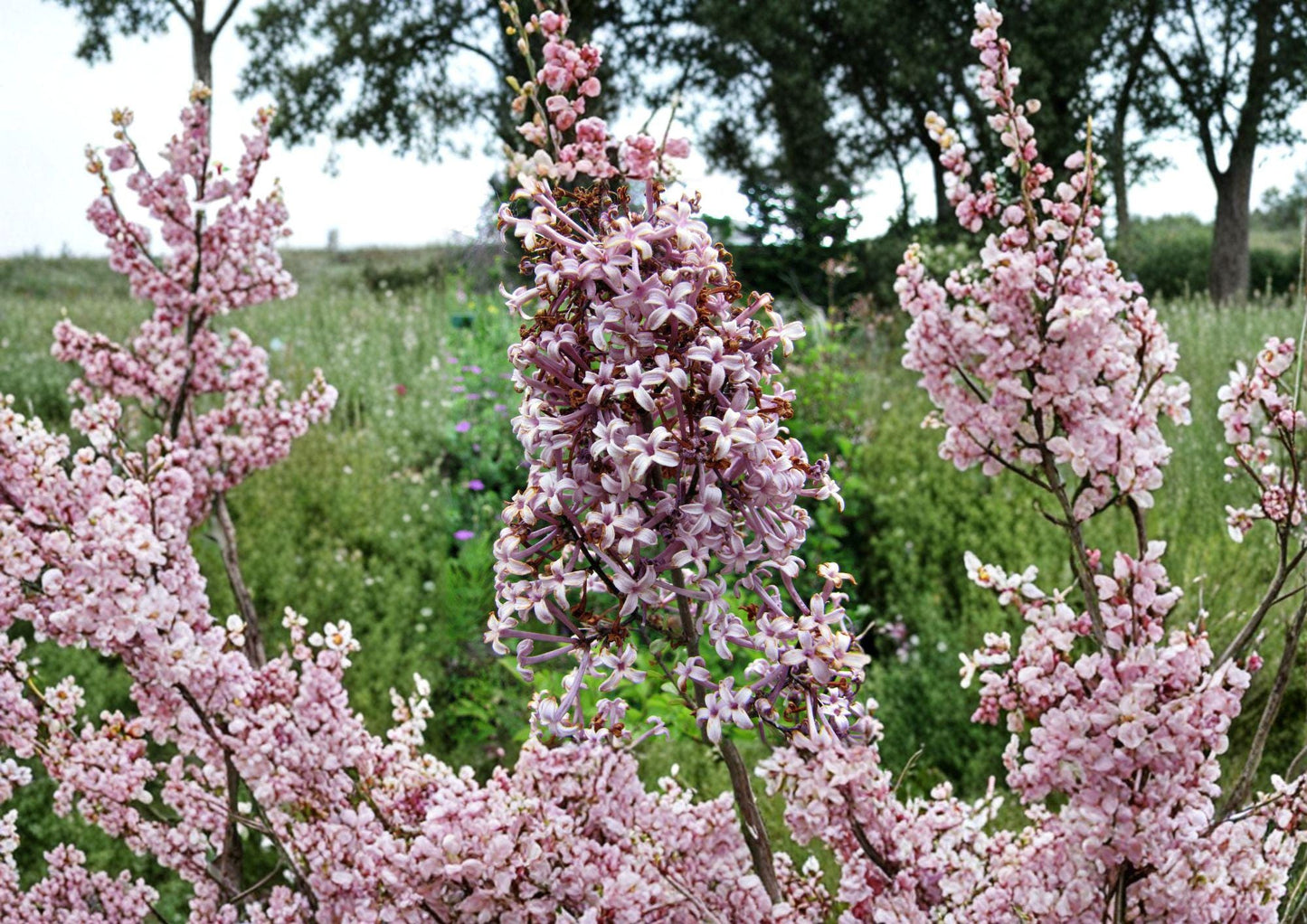 Littleleaf Lilac Flower Seeds – Pink Purple Fragrant Spring Shrub for Garden Borders – Syringa microphylla