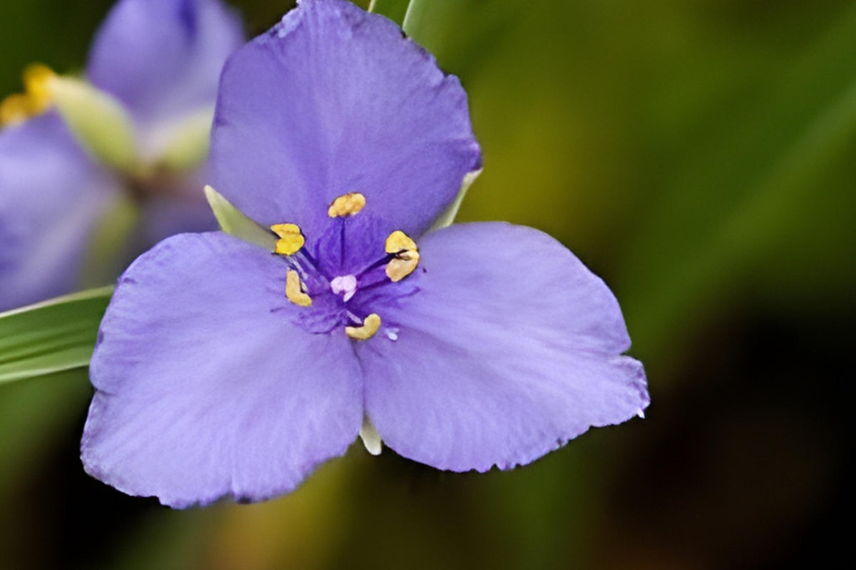 Western Spiderwort Seeds - Native Perennial with Vibrant Blue-Purple Blooms, Tradescantia occidentalis, Pollinator-Friendly, Easy to Grow