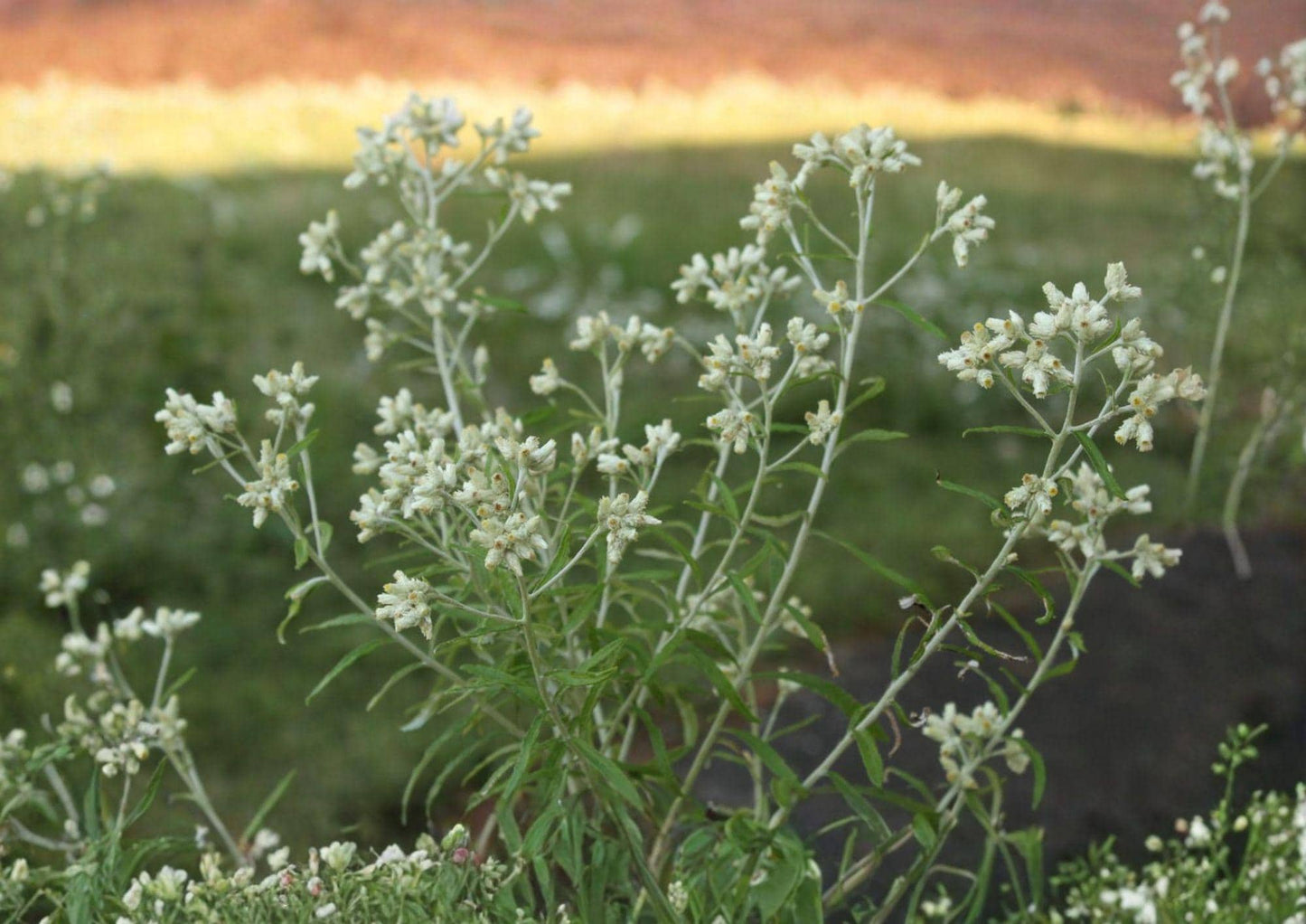 Sweet Everlasting Wildflower Seeds, 500 Pack, Pseudognaphalium obtusifolium, Native North American Annual for Dried Flowers & Gardens