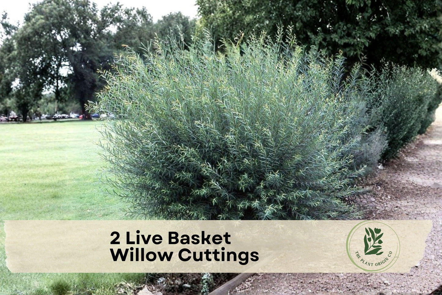 Live Basket Willow Cuttings – Salix purpurea for Basket Weaving, Garden Crafts & Privacy Hedges